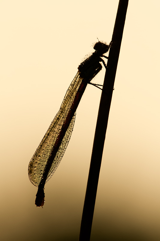 Large Red Damselfly silhouette